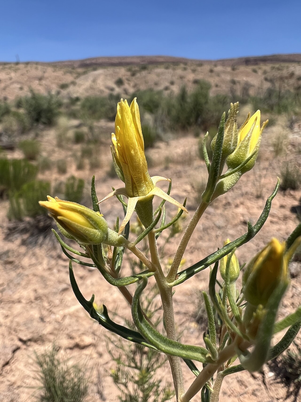 Mentzelia paradoxensis: Mentzelia paradoxensis flowers closed up during the day along Colorado State Highway 90 in Paradox Valley, Montrose County, Colorado, US