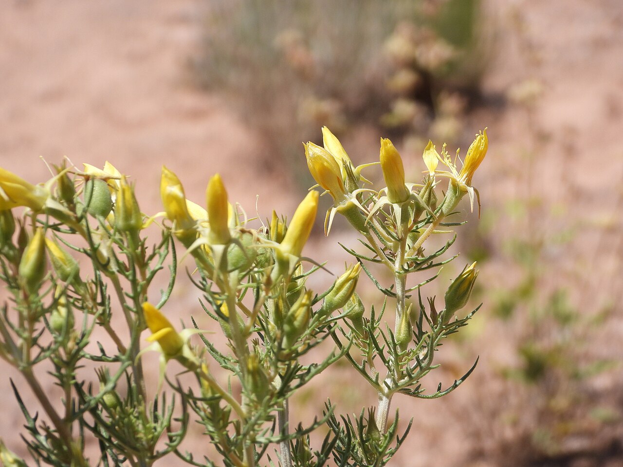 Mentzelia paradoxensis: Mentzelia paradoxensis flowers closed up during the day along Colorado State Highway 90 in Paradox Valley, Montrose County, Colorado, US