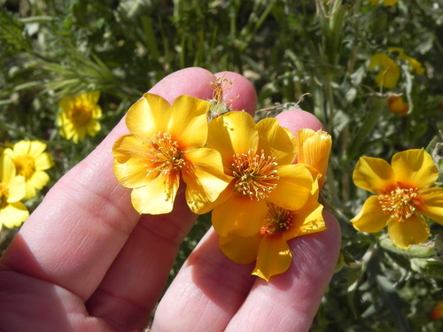 San Joaquin blazingstar (Mentzelia pectinata)