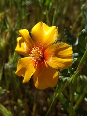 San Joaquin blazingstar (Mentzelia pectinata)
