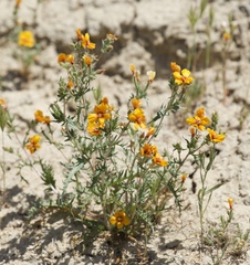 San Joaquin blazingstar (Mentzelia pectinata)