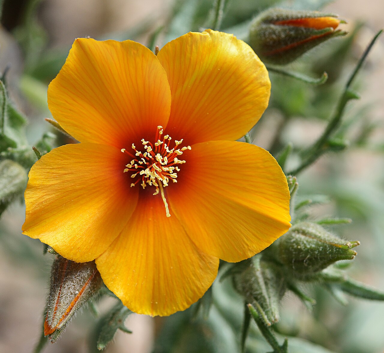 San Joaquin blazingstar: Mentzelia pectinata on the Carrizo Plain, California, USA.