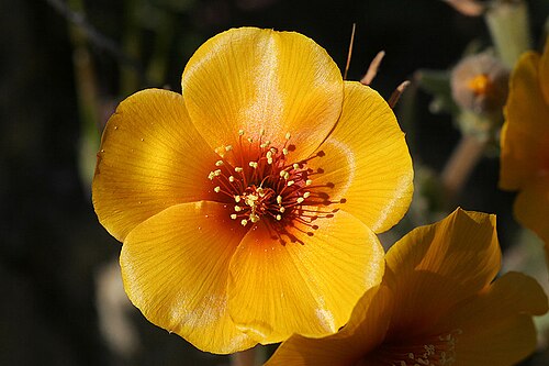 San Joaquin blazingstar: Mentzelia pectinata . Caliente Ridge, San Luis Obispo Co, CA March 5