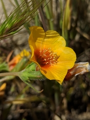 San Joaquin blazingstar (Mentzelia pectinata)