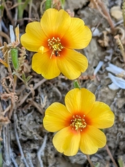 San Joaquin blazingstar (Mentzelia pectinata)