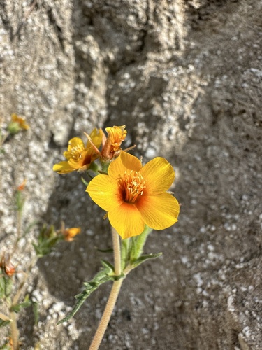 San Joaquin blazingstar (Mentzelia pectinata)