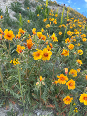 San Joaquin blazingstar (Mentzelia pectinata)