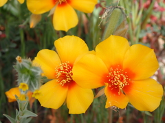 San Joaquin blazingstar (Mentzelia pectinata)