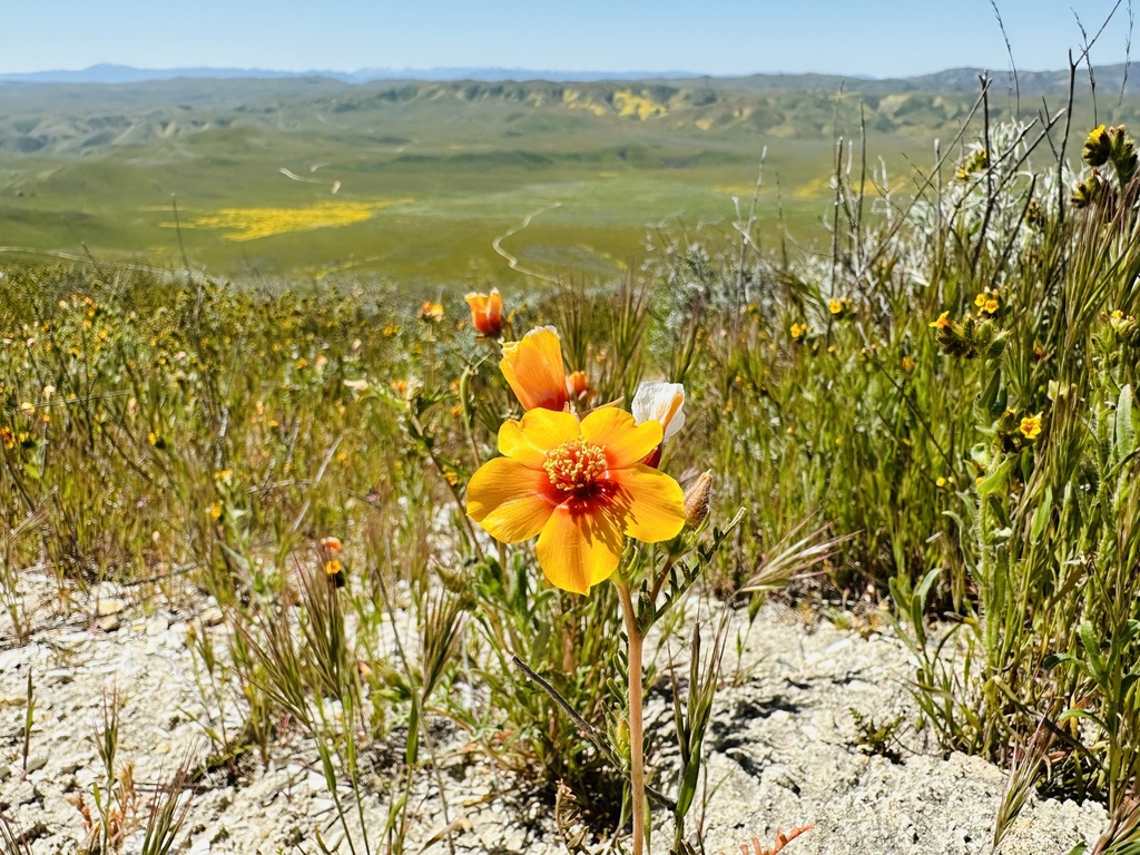 San Joaquin blazingstar (Mentzelia pectinata)
