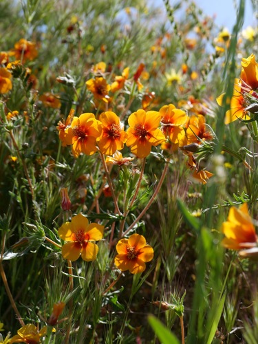 San Joaquin blazingstar (Mentzelia pectinata)