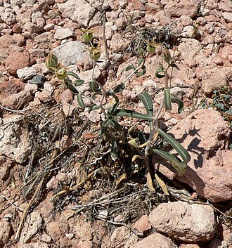 Polished blazingstar: Mentzelia polita in Calico Basin , Red Rock Canyon, southern Nevada