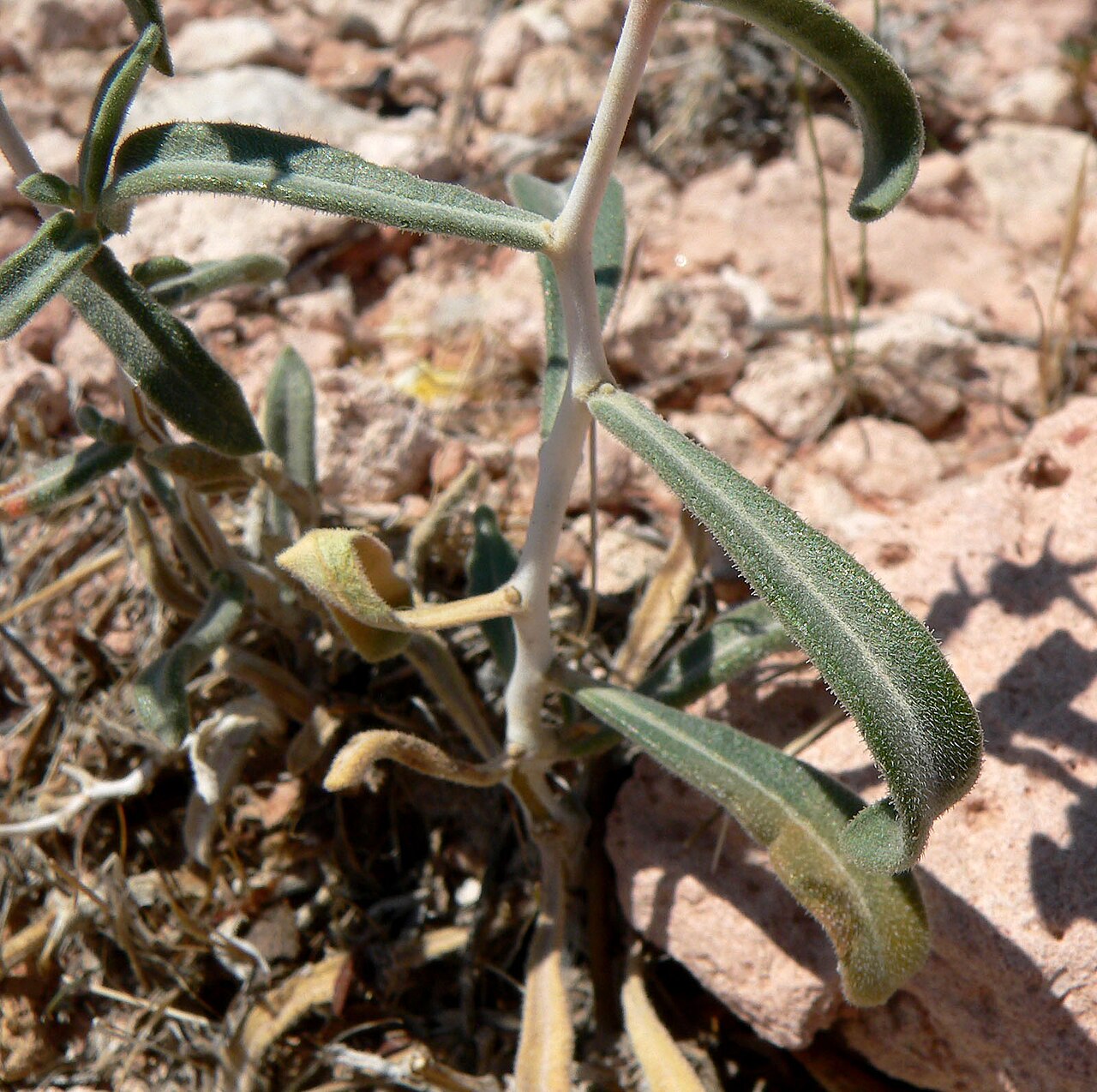Polished blazingstar: Mentzelia polita in Calico Basin , Red Rock Canyon, southern Nevada