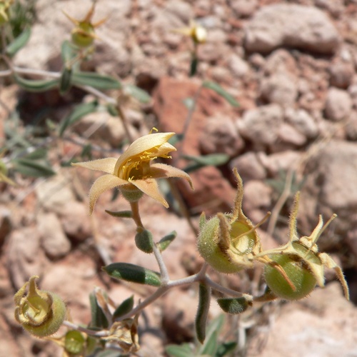 Polished blazingstar (Mentzelia polita)