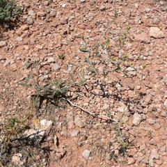 Polished blazingstar (Mentzelia polita)