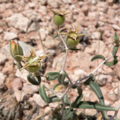 Polished blazingstar (Mentzelia polita)