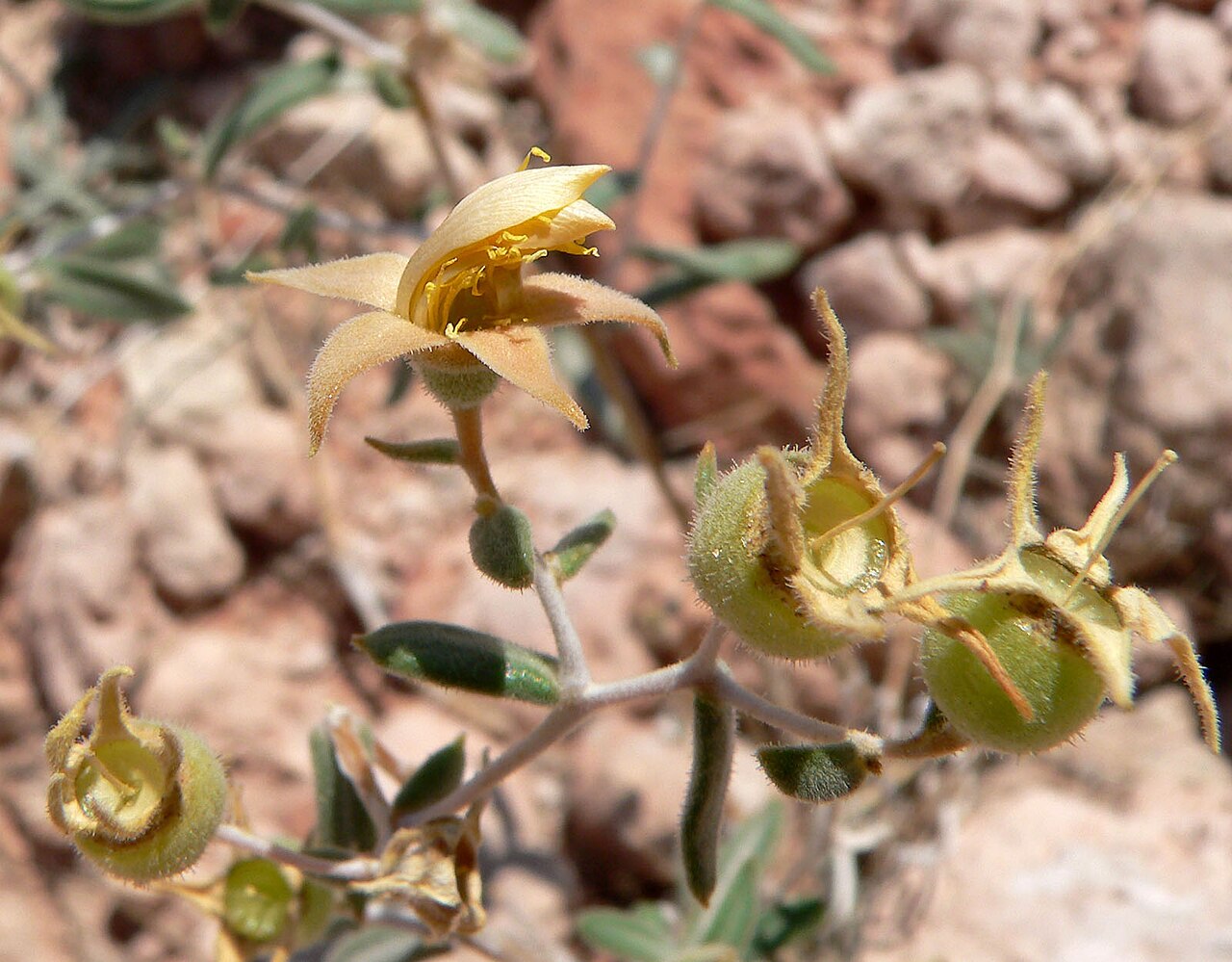 Polished blazingstar: Mentzelia polita in Calico Basin , Red Rock Canyon, southern Nevada