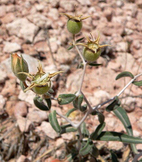 Polished blazingstar: Mentzelia polita in Calico Basin , Red Rock Canyon, southern Nevada