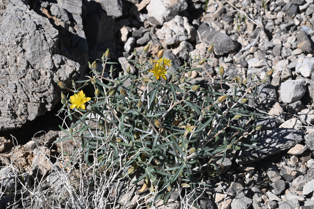 Polished blazingstar (Mentzelia polita)