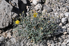 Polished blazingstar (Mentzelia polita)