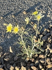Mentzelia procera (Mentzelia procera)
