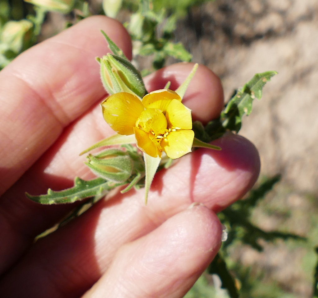 Mentzelia procera (Mentzelia procera)