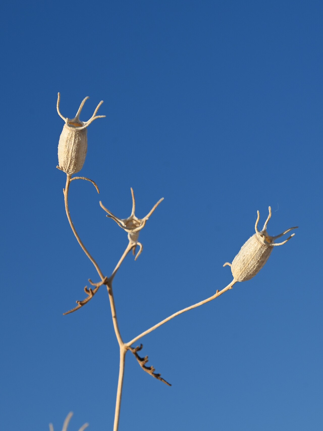 Mentzelia procera: Mentzelia procera on Backcountry Camping Trailhead in White Sands, New Mexico