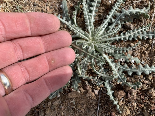 Mentzelia procera (Mentzelia procera)