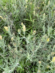 Mentzelia procera (Mentzelia procera)