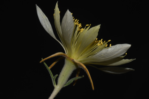 Mentzelia procera (Mentzelia procera)