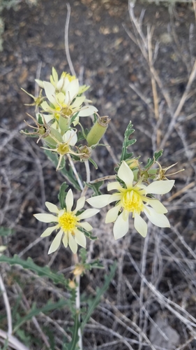 Mentzelia procera (Mentzelia procera)