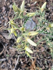 Mentzelia procera (Mentzelia procera)