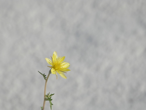 Mentzelia procera (Mentzelia procera)