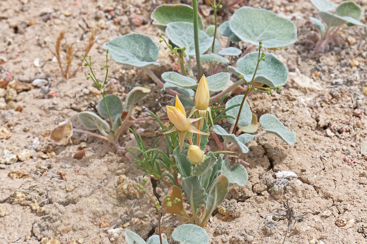 Wingseed blazingstar: Wingseed blazingstar (Mentzelia pterosperma), Loasa family (Loasaceae), surrounded by the Flatcrown buckwheat (Eriogonum deflexum), Buckwheat family (Polygonace
