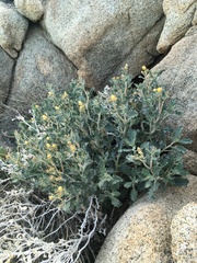 Mentzelia puberula (Mentzelia puberula)