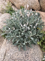 Mentzelia puberula (Mentzelia puberula)