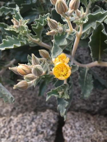 Mentzelia puberula (Mentzelia puberula)