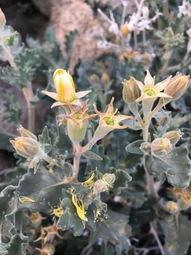 Mentzelia puberula (Mentzelia puberula)