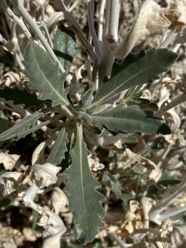 Mentzelia puberula (Mentzelia puberula)