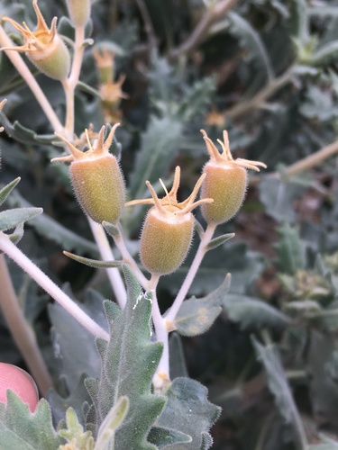 Mentzelia puberula (Mentzelia puberula)