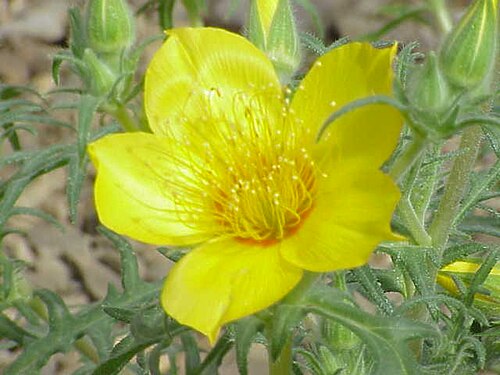 Dwarf mentzelia: Species : Mentzelia lindleyi Family : Loasaceae Image No. 1
