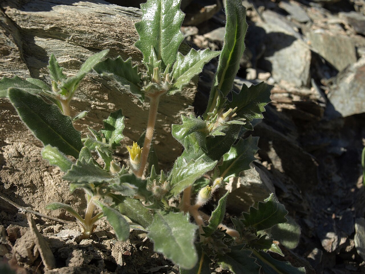 Reflexed blazingstar: Panamint stickleaf, Mentzelia reflexa, California, Mono County, White Mountains, Coldwater Canyon, Chalfant Valley - Owens Valley drainage, elevation 1593 m (52