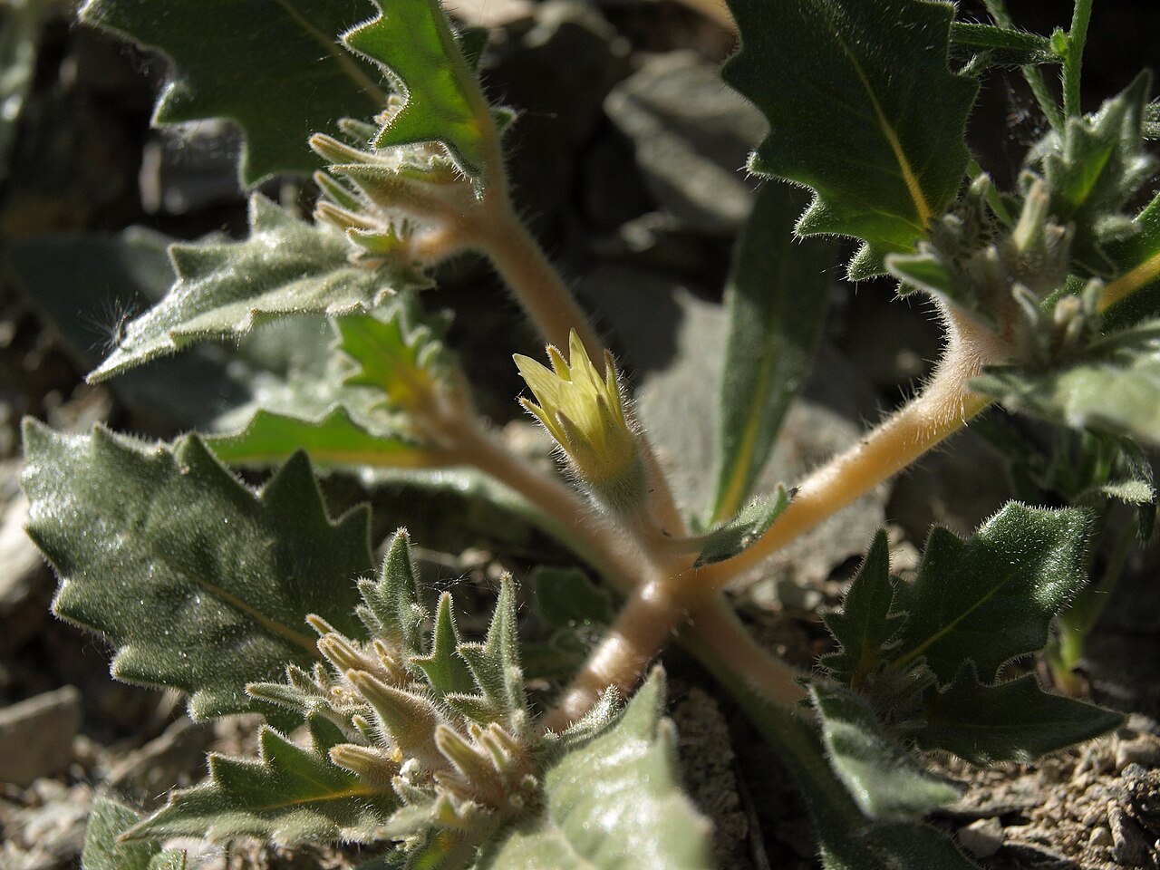 Reflexed blazingstar: Panamint stickleaf, Mentzelia reflexa, California, Mono County, White Mountains, Coldwater Canyon, Chalfant Valley - Owens Valley drainage, elevation 1593 m (52