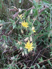 Reverchon's blazingstar (Mentzelia reverchonii)