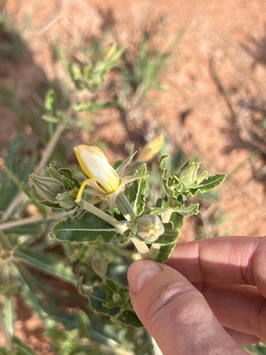 Reverchon's blazingstar (Mentzelia reverchonii)