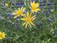 Reverchon's blazingstar (Mentzelia reverchonii)