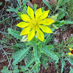 Reverchon's blazingstar (Mentzelia reverchonii)