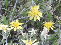 Reverchon's blazingstar (Mentzelia reverchonii)