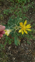 Reverchon's blazingstar (Mentzelia reverchonii)