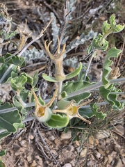 Reverchon's blazingstar (Mentzelia reverchonii)