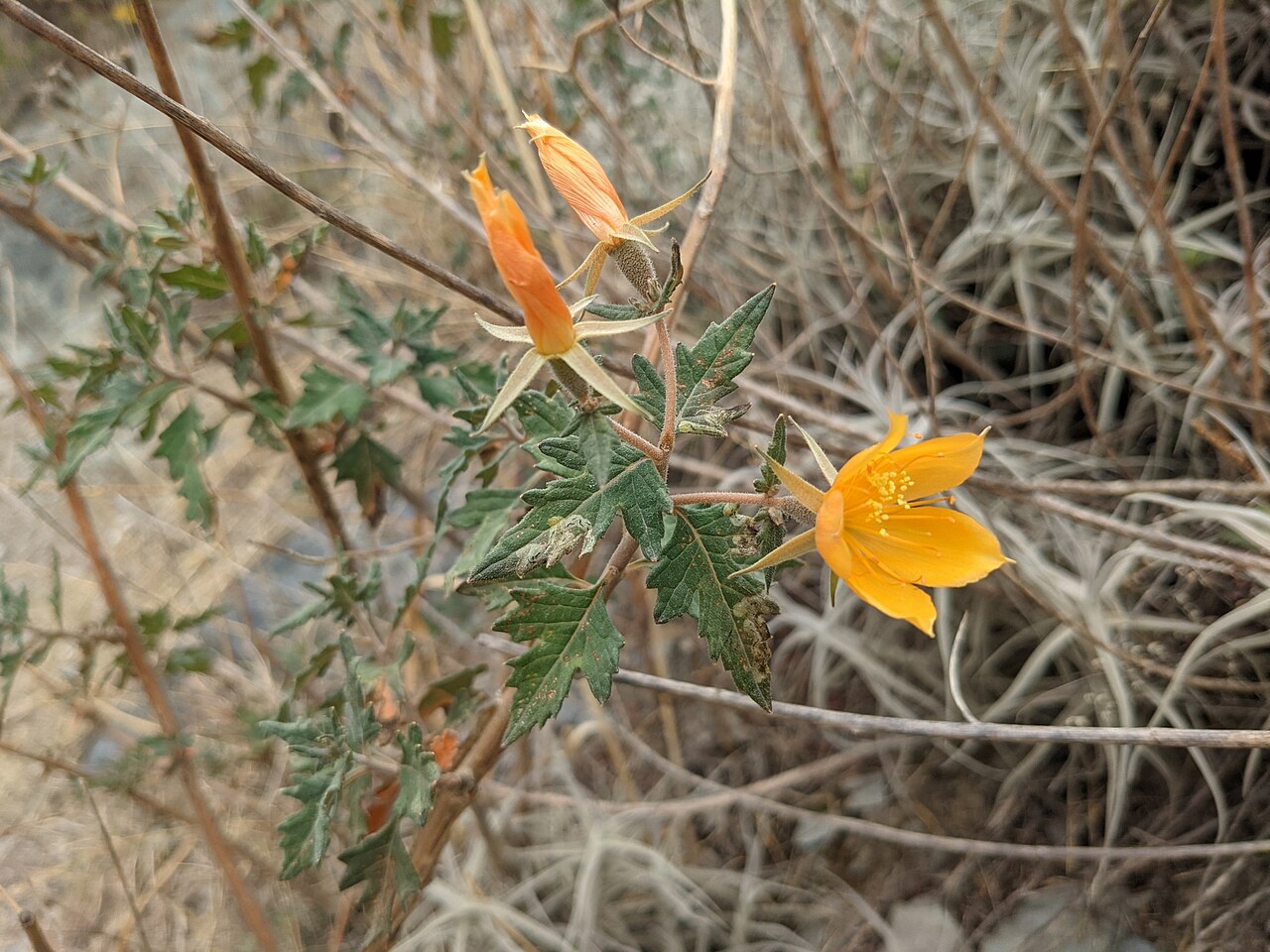 Mentzelia scabra: Mentzelia scabra